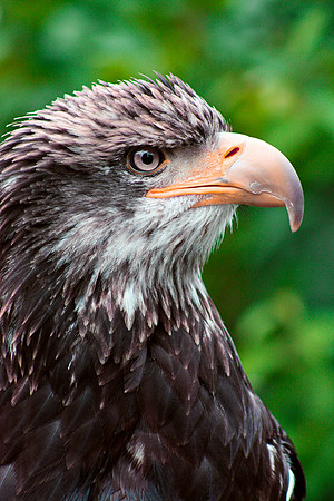 Aigle Fier