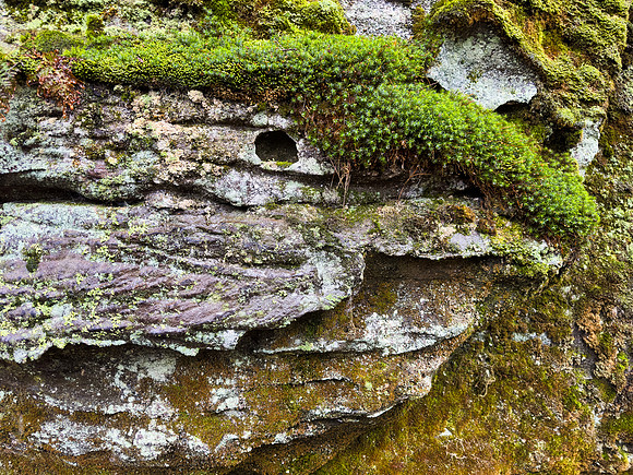 Glacial Moss Raptor