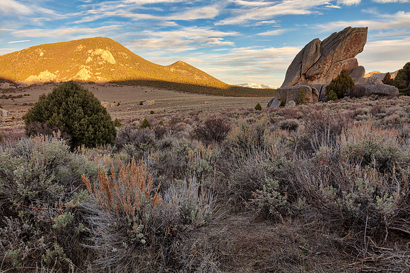Golden Idaho Camel