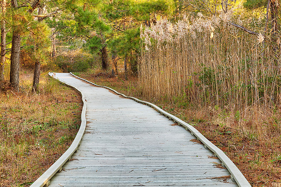 Chincoteague Refuge Boardwalk