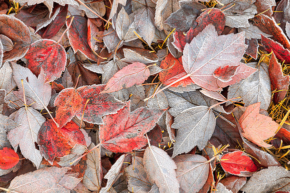 Frosted Autumn Leaves
