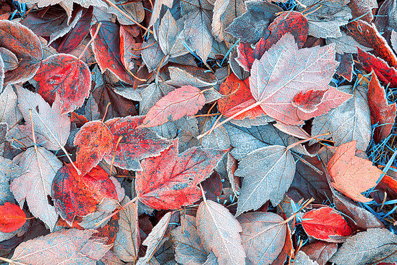 Frozen Autumn Leaves