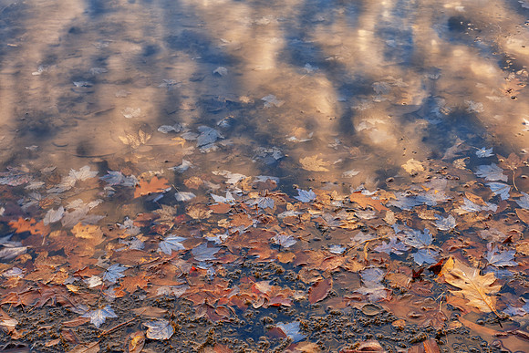 Fluid Zen Foliage
