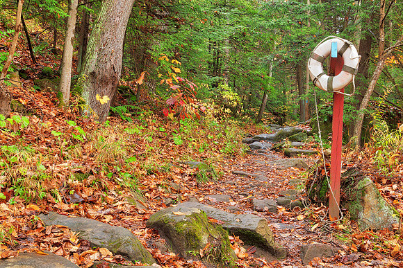 Lifebuoy Forest Trail
