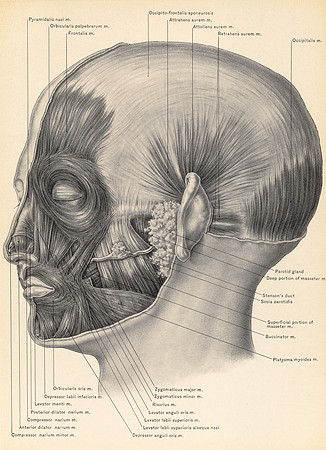 Vintage Anatomy - Muscles of Face and Scalp