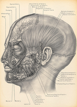 Vintage Anatomy - Temporal Fascia and Nerves of Face