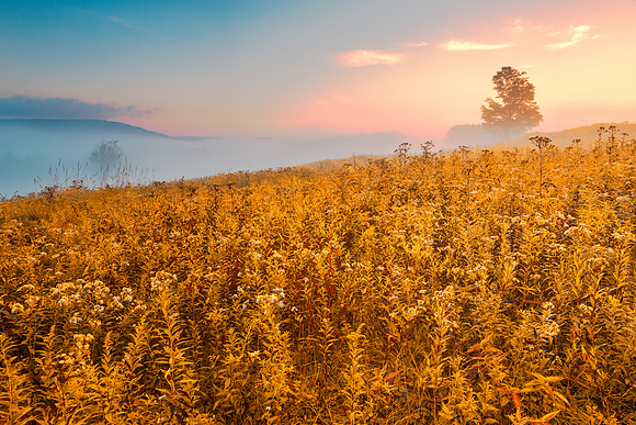 Misty Canaan Valley Sunrise - Gold Pastel Fantasy