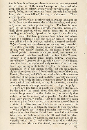 Vintage Page Description - Cactus cochinillifer (verso)