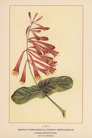 Vintage Image Plate - Scarlet Honeysuckle