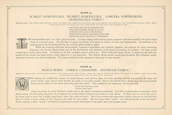 Vintage Flower Descriptions - Scarlet Honeysuckle & Bunch-Berry