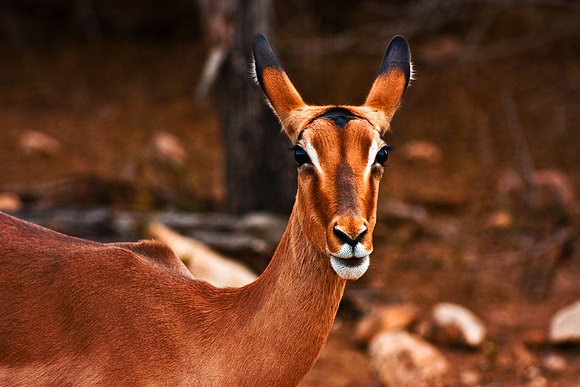 Impala Female 2