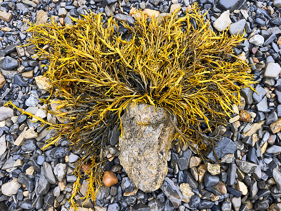 Rockweed Rocker Hair