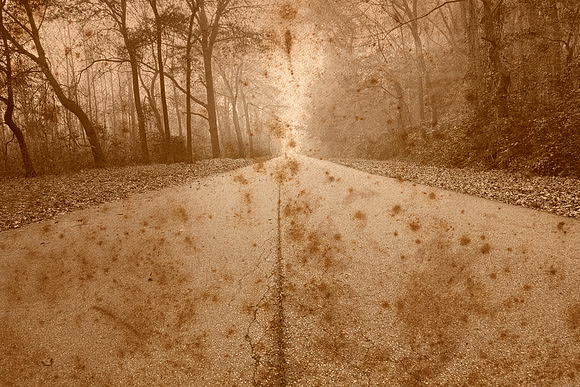 Rustic Forest Road