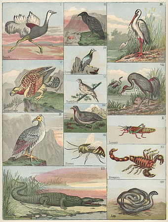 Vintage Image Plate - Biblical Animals 1