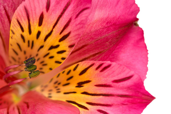 Peruvian Lily Macro