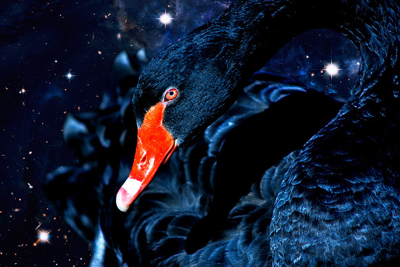 Celestial Swan