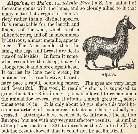 Vintage Alpaca Defined