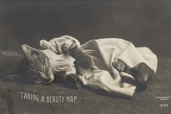 Vintage Postcard - Beauty Cat Nap