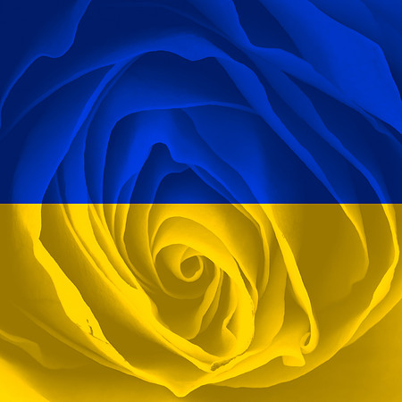 Ukraine Rose