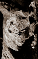 Horned Echo