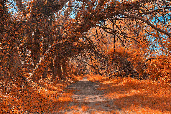 Wye Island Amber Trail
