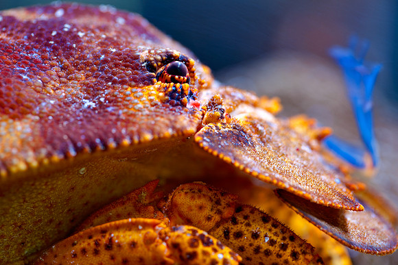 Slipper Lobster Close-up