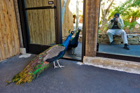 Close Encounter of the Peacock Kind