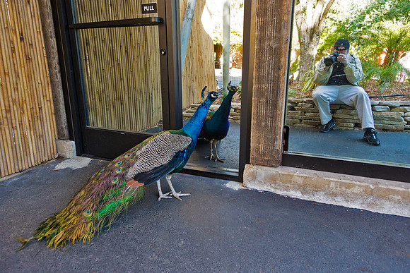 Close Encounter of the Peacock Kind