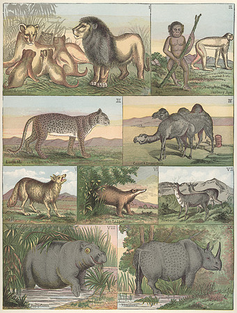Vintage Image Plate - Biblical Animals 2