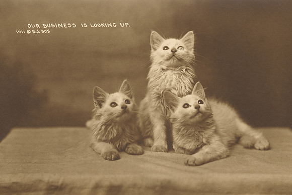 Vintage Postcard - Good Kitty Business