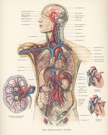Vintage Image Plate - Circulatory System