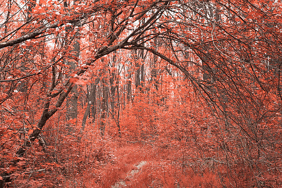 Forest Arch Trail - Salmon Pink