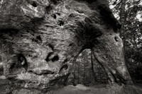 Dark Horse Arch