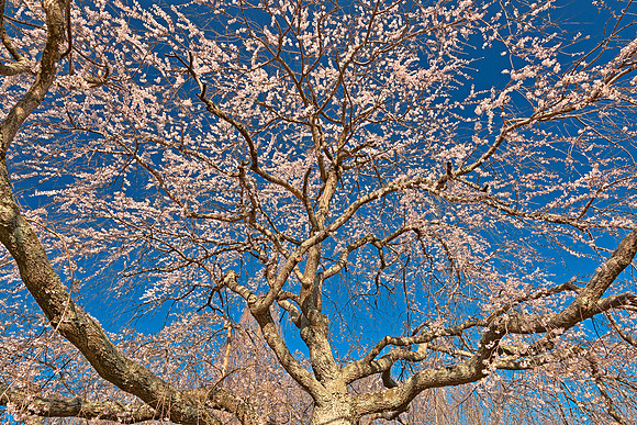 Cherry Blossom Tree