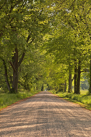 Wye Island Canopy Road