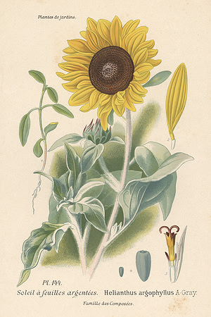 Vintage Image Plate - Silverleaf Sunflower