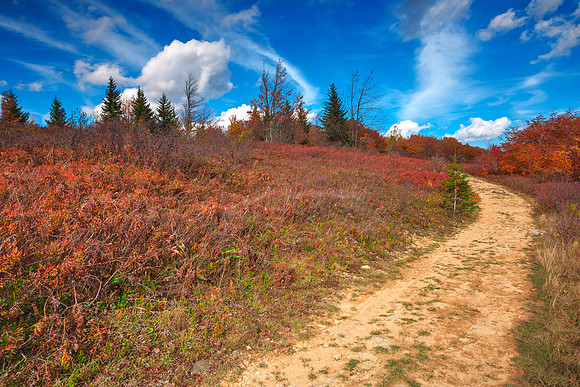 Winding Autumn Dolly Sods Trail
