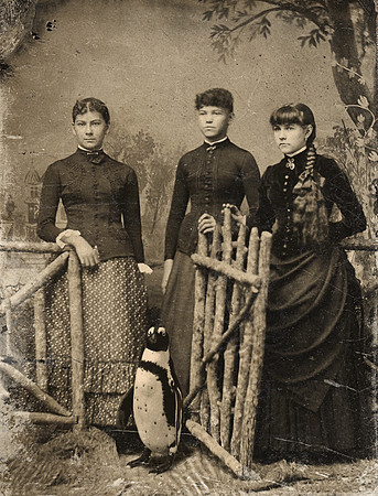 Antique Tintype Penguin