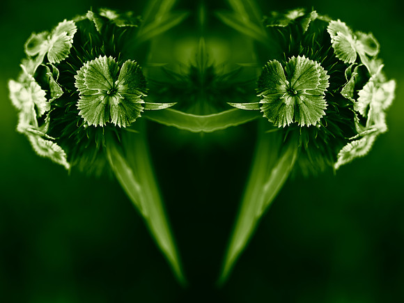 Floral Mantis