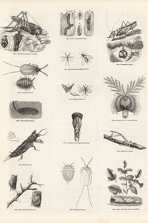 Vintage Illustration - Assorted Insects