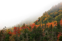 Autumn Fog of White Mountain National Forest