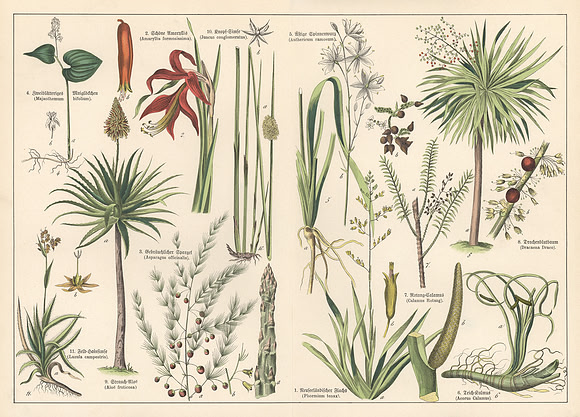 Vintage Image Plate - Assorted Plants & Trees
