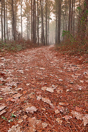 Frosty Mist Trail