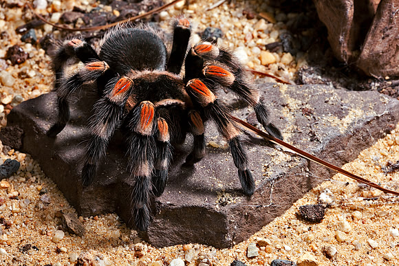 Mexican Redknee Tarantula
