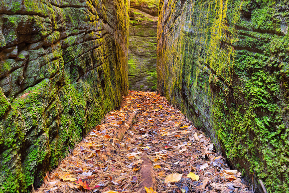 Autumn Moss Corridor