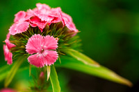 Dianthus Macro