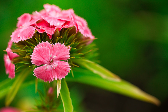 Dianthus Macro