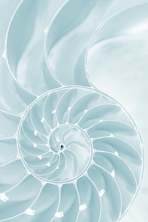 Frosty Nautilus Spiral