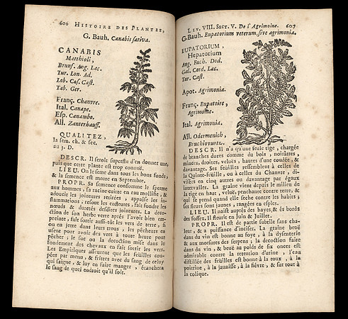 Vintage Herbal Spread - Canabis & Eupatorium