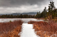 Winter Lily Pond